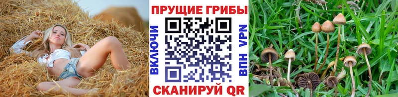 кракен ONION  Александров  Галлюциногенные грибы прущие грибы 
