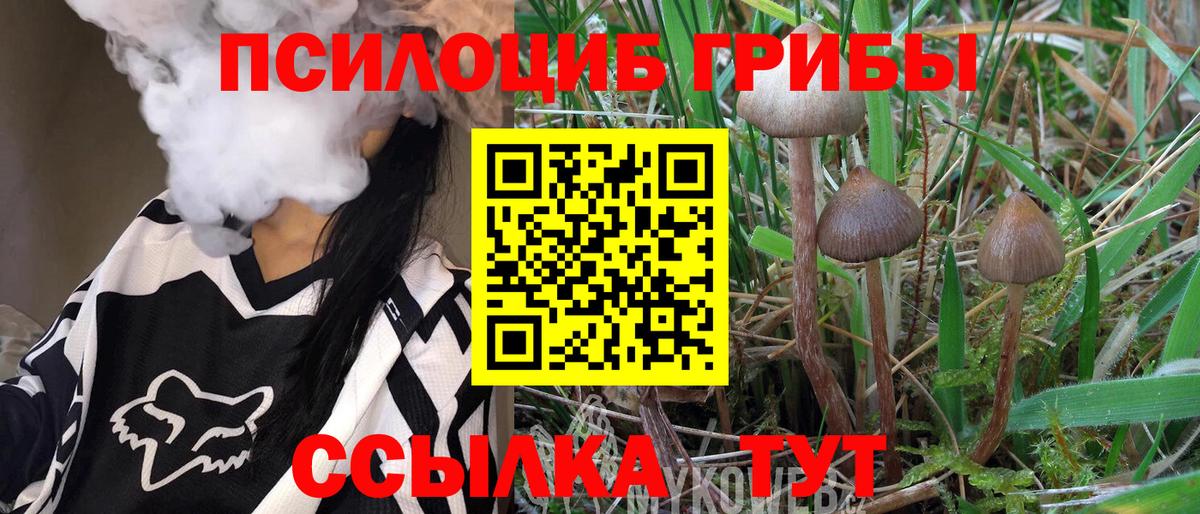 Галлюциногенные грибы Psilocybe Александров